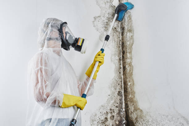 Best 24-hour water damage restoration  in Meridian, MS