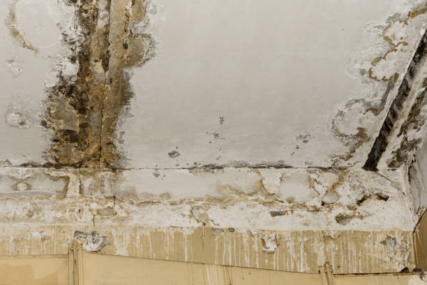  Meridian, MS Water damage restoration Pros